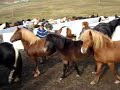 H�stinsamling 07