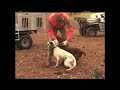 Pa-Ko Plantation: Venture Outdoors quail hunt (part 1)(higher quality)
