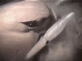 Market Squid IV: Bat Ray Feeding on Market Squid in La Jolla