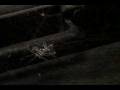 videos de Spider vs. Spider AKA Rumble in Andersonville
