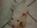 bulll terrier Logan 3 bulll terrier Logan 3