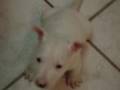 bulll terrier Logan 3