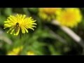 idBee: Automated Bee Identification from Wing Venation