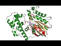 Deactivation in the G&alpha;12/13 Subfamily