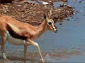 Crocodiles Obliterate Gazelles Crocodiles Obliterate Gazelles