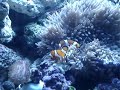Simbiose de Ocellaris com Anêmona Sebbae 