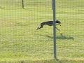 Laku the IG at running practice
