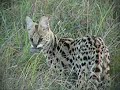 Serval Hunting Serval Hunting