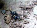 Scorpion Mating Ritual