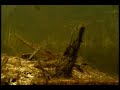 Morichal Largo River DVD Preview