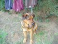 My Pets - Shakira - Pienso en ti