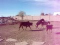 Todd tries to hump Peaches