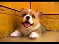 かわいい犬動画