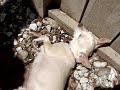 Chihuahua sunbathing