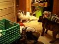 videos de Staffordshire Bull Terrier Puppie Staffie 4 months Staff