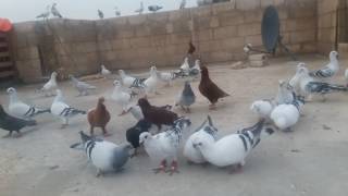 مخيم السخنه