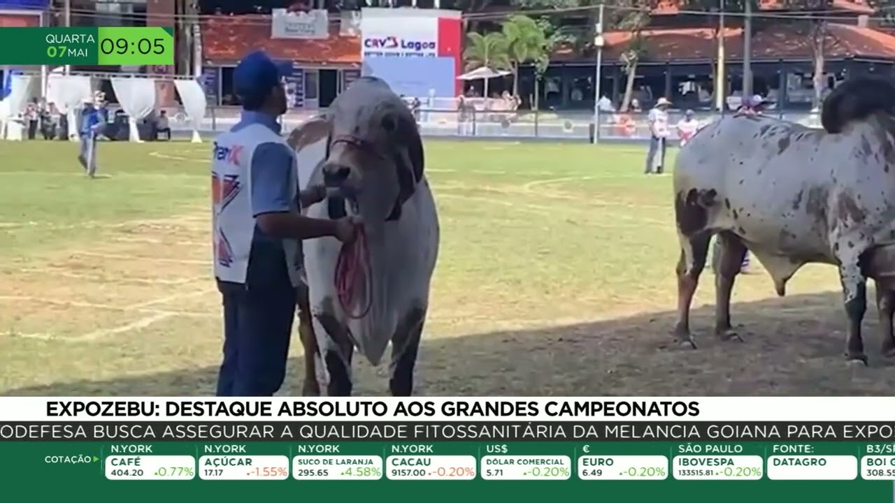 Expozebu: destaque absoluto aos grandes campeonatos
