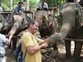 Elephant Feeding Elephant Feeding