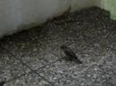 Seit eine Drossel mir meinen Schnittlauch geklaut hat, so habe ich das Vogelhäuschen wieder mit Samen befüllt. Seit Neuestem habe ich daher ein Kommen und Gehen von Kohlmeisen (Parus major) und Haussperlingen (Passer domesticus) die wir hier auch Spatzen nennen. Viel Spaß! Ein Video ganz ohne dem BattlefieldDoktor!