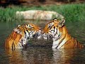 Beautiful animals II