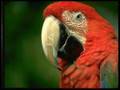 Beautiful animals II