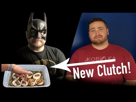 YouTube reptile video