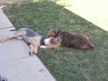 Kizzy & Skye 2nd Playdate Kizzy & Skye 2nd Playdate
