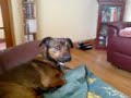 dogs dogs