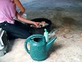 Washing the Chicken-Part 2 Washing the Chicken-Part 2