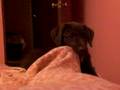 my puppy(: