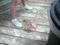Virginia Beach - Skate Fishing