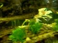Swordtails exploring their new home.