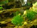 Swordtails exploring their new home.