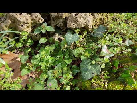 Samsung Galaxy S9+ 4K 60 fps Sample Video