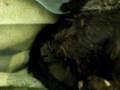 videos de perra pariendo
