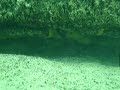 MASWA - lake Tanganyika MASWA - lake Tanganyika