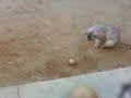 Futbolito yordy