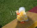 Chick Agility