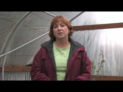 how to harvest a shrub of pears