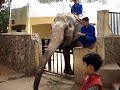 My son with elephan