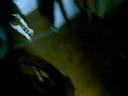 Jimmy Chasing The Lazer - 26 October 2008.AVI Jimmy Chasing The Lazer - 26 October 2008.AVI