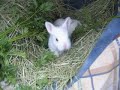 Baby Rescue Bunnies Need Homes