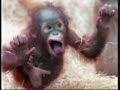 Crazy monkey pictures
