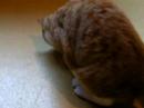 Cat catches tea bag