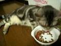 ぐ~ぐ~な猫である。うちのグーグークララは器用なのかな。