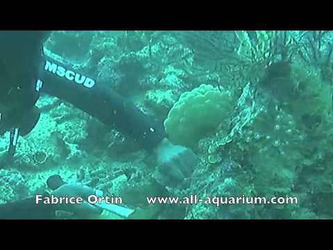 how to transplant zoanthids