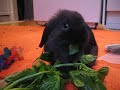 pequito eating basil