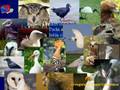 Biología Bíblica 2 - El Patito Feo