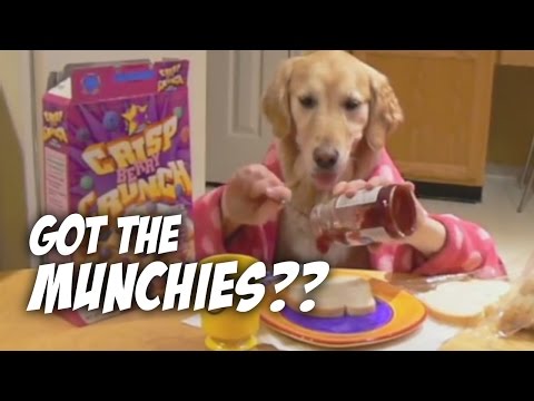 Ginger's Late-Night Snack