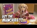 Ginger's Late-Night Snack